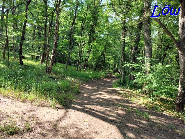 15.6.2023 - Wald hinter dem Tirolerhofersteinbruches